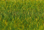 Preview: Faller 180485 PREMIUM Streufasern, Gras, du - Bild