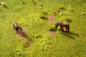Preview: Noch 60771 Vegetations-Set  Wiese - Bild 3