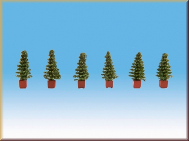 Noch 14021 Thuja - Bild