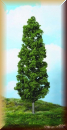 Heki 1982 1 Buche 27 cm - Bild