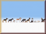 Noch 36717 N Hunde - Bild